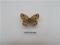 藏品(密紋波眼蝶)的圖片